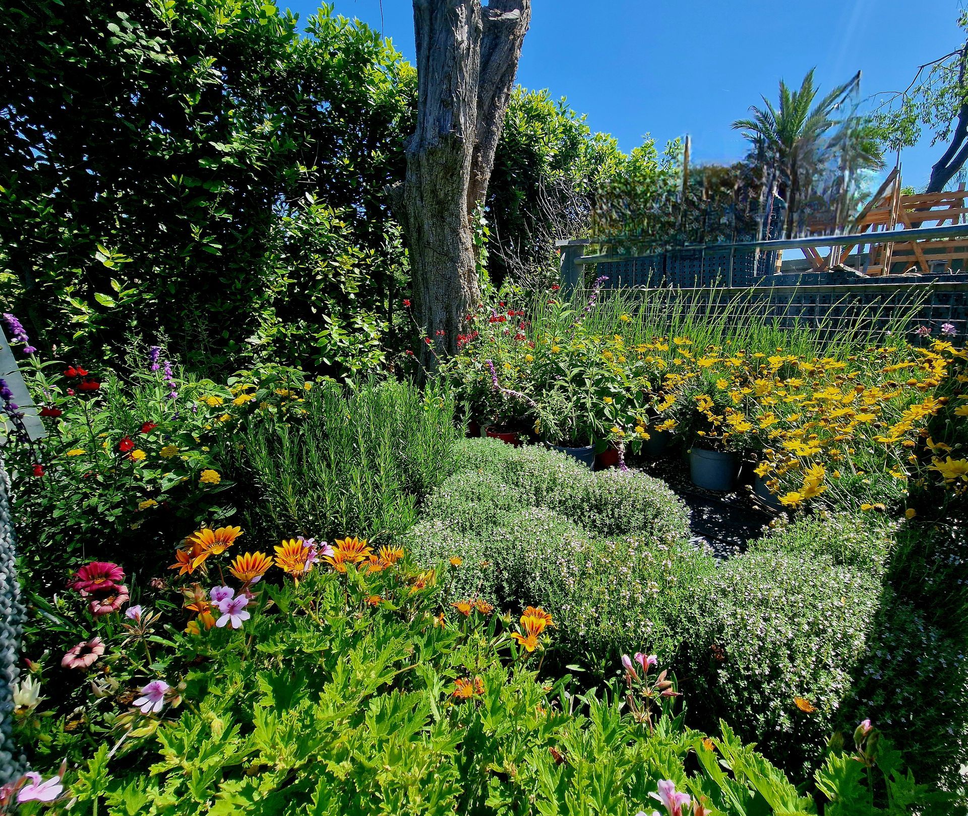 PEPINIERE DES ASPRES GRASSE 2024 ALPES MARITIMES JARDINERIE