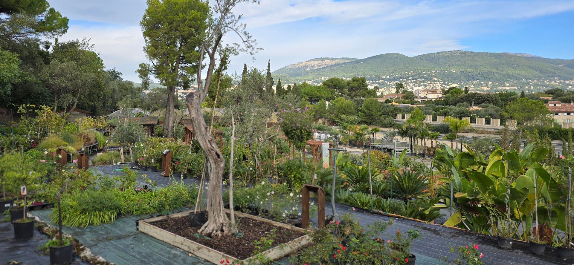 pepiniere jardinerie alpes maritimes 2025 2024 pepinière des aspres jardiner