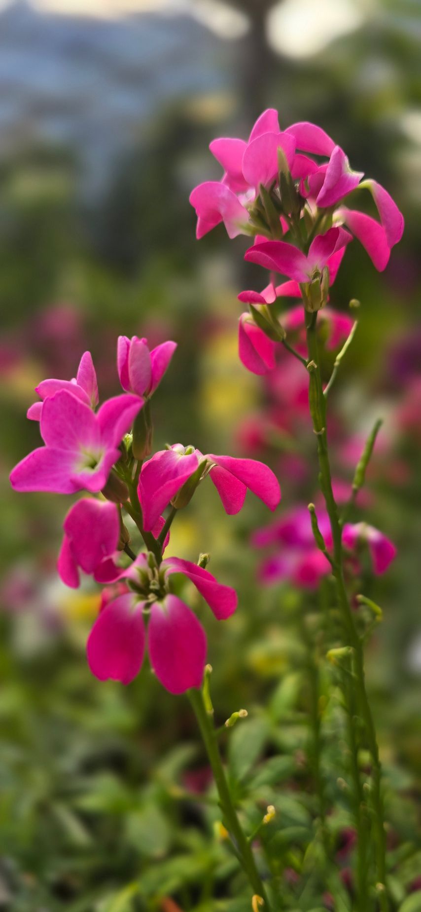 PEPINIERE DES ASPRES GRASSE 2024 ALPES MARITIMES JARDINERIE