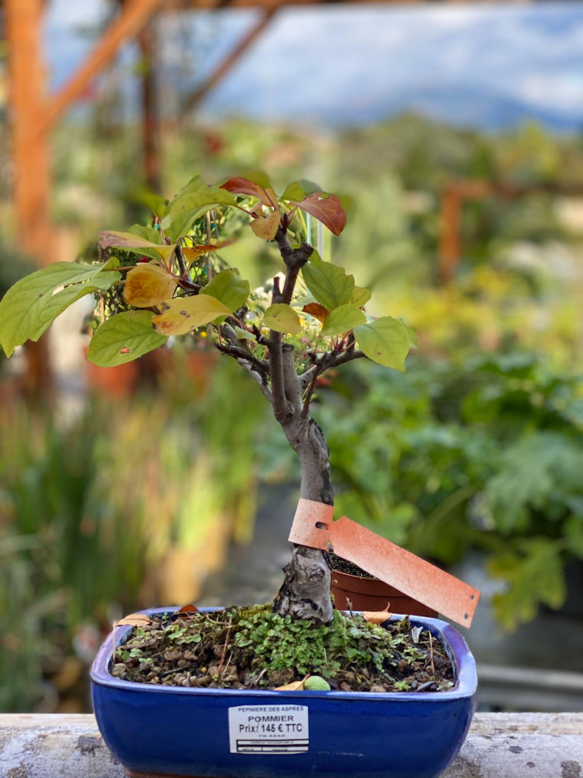 PEPINIERE DES ASPRES GRASSE 2025 JARDINERIE ALPES MARITIMES