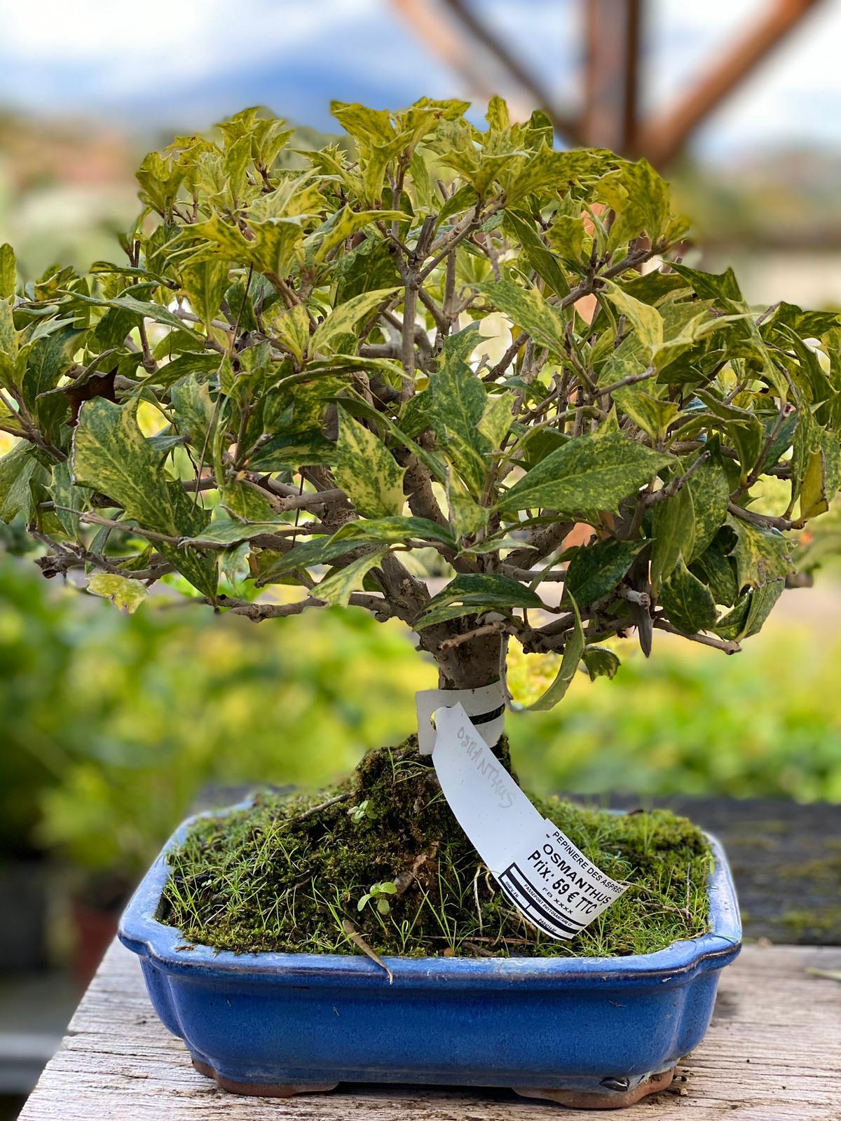 PEPINIERE DES ASPRES GRASSE 2025