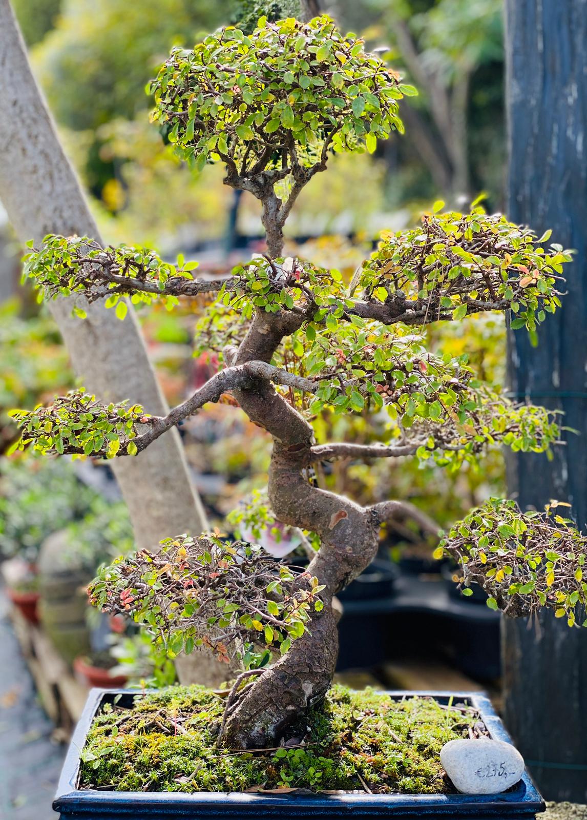 PEPINIERE DES ASPRES GRASSE 2024 ALPES MARITIMES JARDINERIE