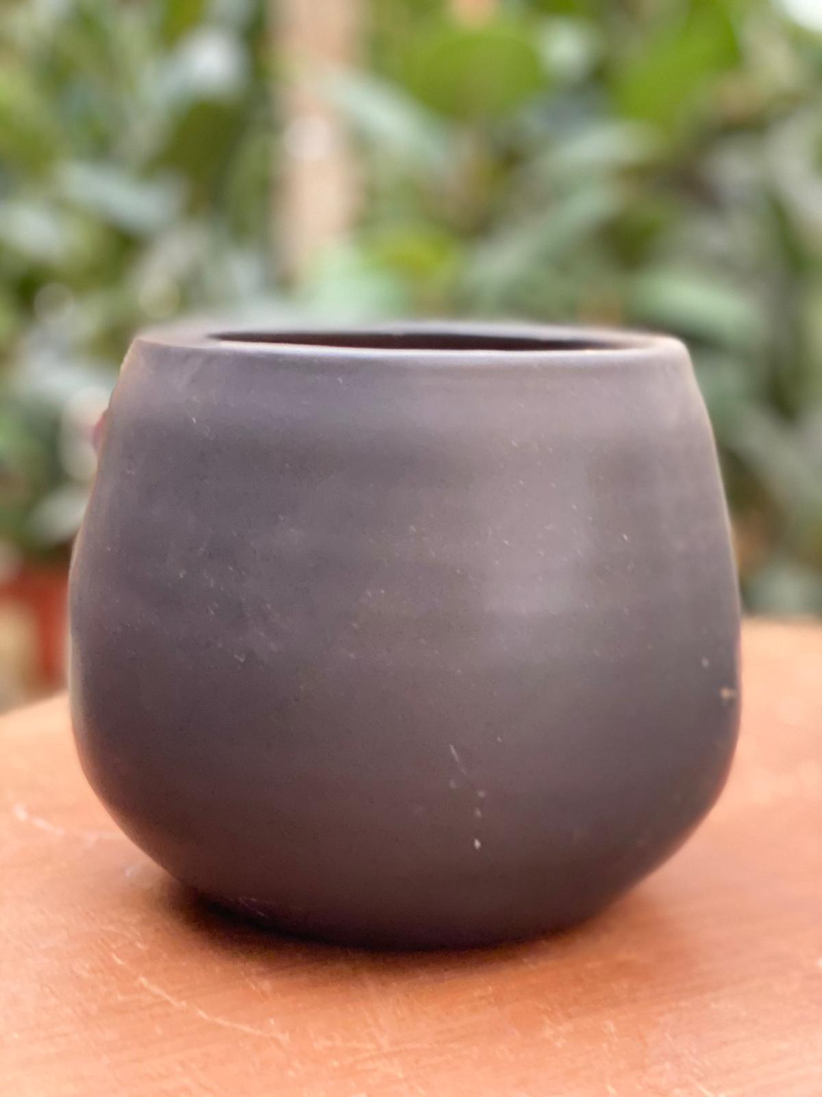 PEPINIERE DES ASPRES GRASSE 2024 ALPES MARITIMES JARDINERIE