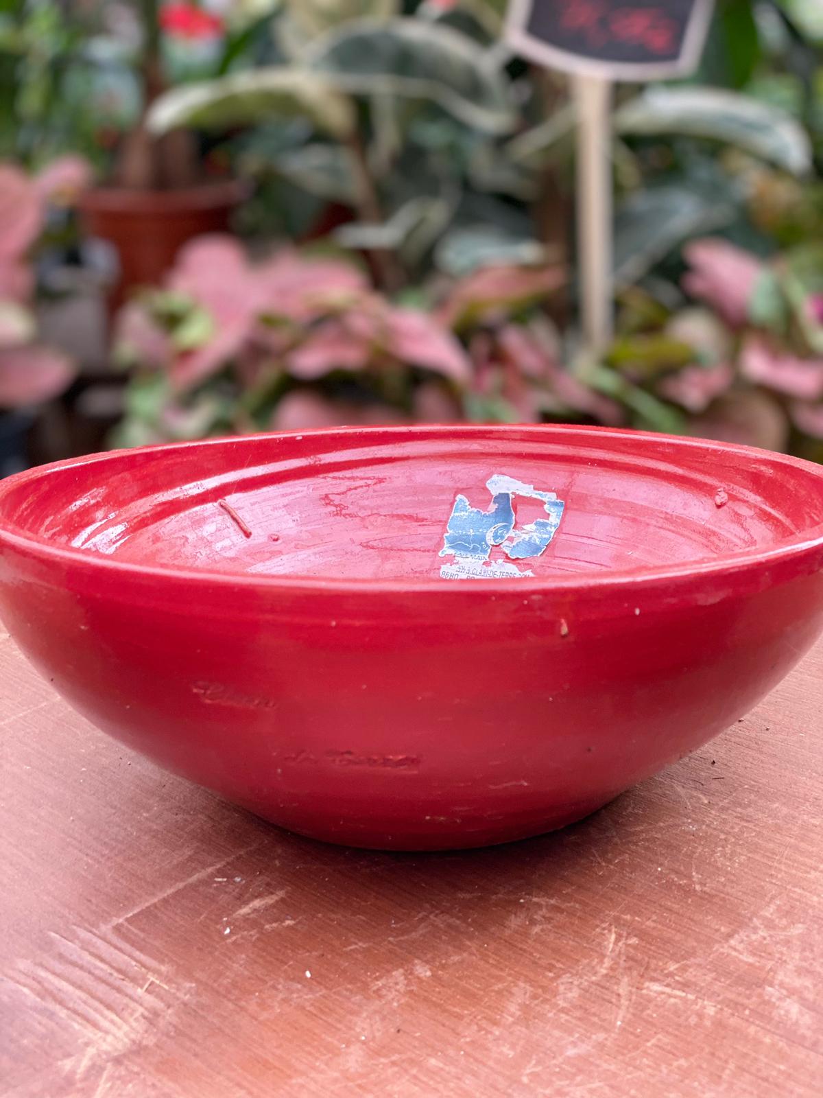 PEPINIERE DES ASPRES GRASSE 2024 ALPES MARITIMES JARDINERIE