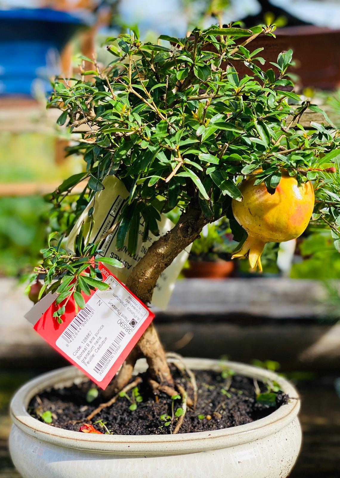 PEPINIERE DES ASPRES GRASSE 2025 JARDINERIE ALPES MARITIMES