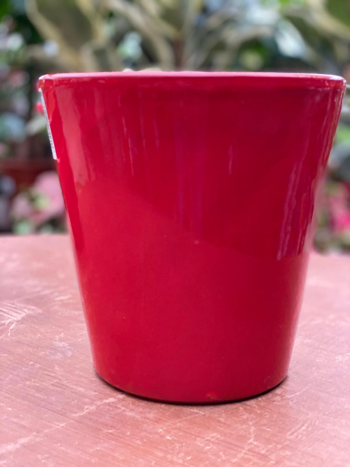 PEPINIERE DES ASPRES GRASSE 2024 ALPES MARITIMES JARDINERIE