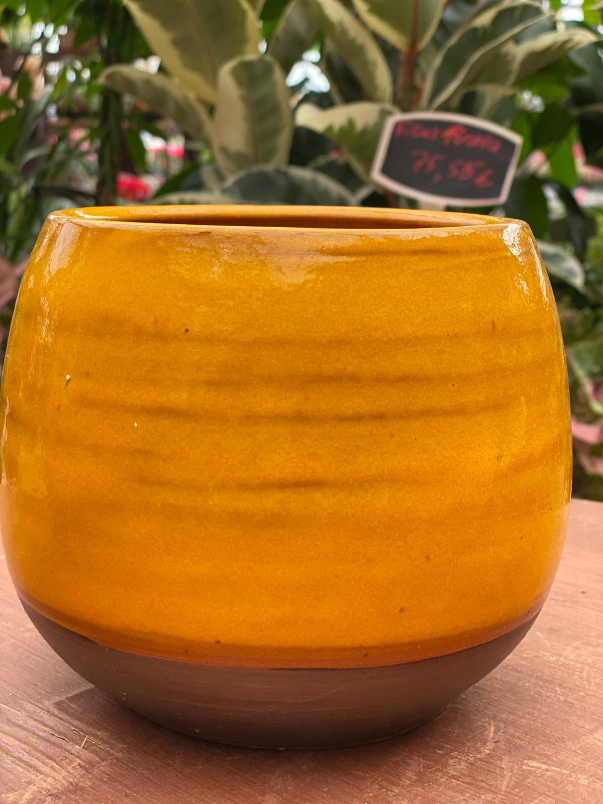 PEPINIERE DES ASPRES GRASSE 2024 ALPES MARITIMES JARDINERIE