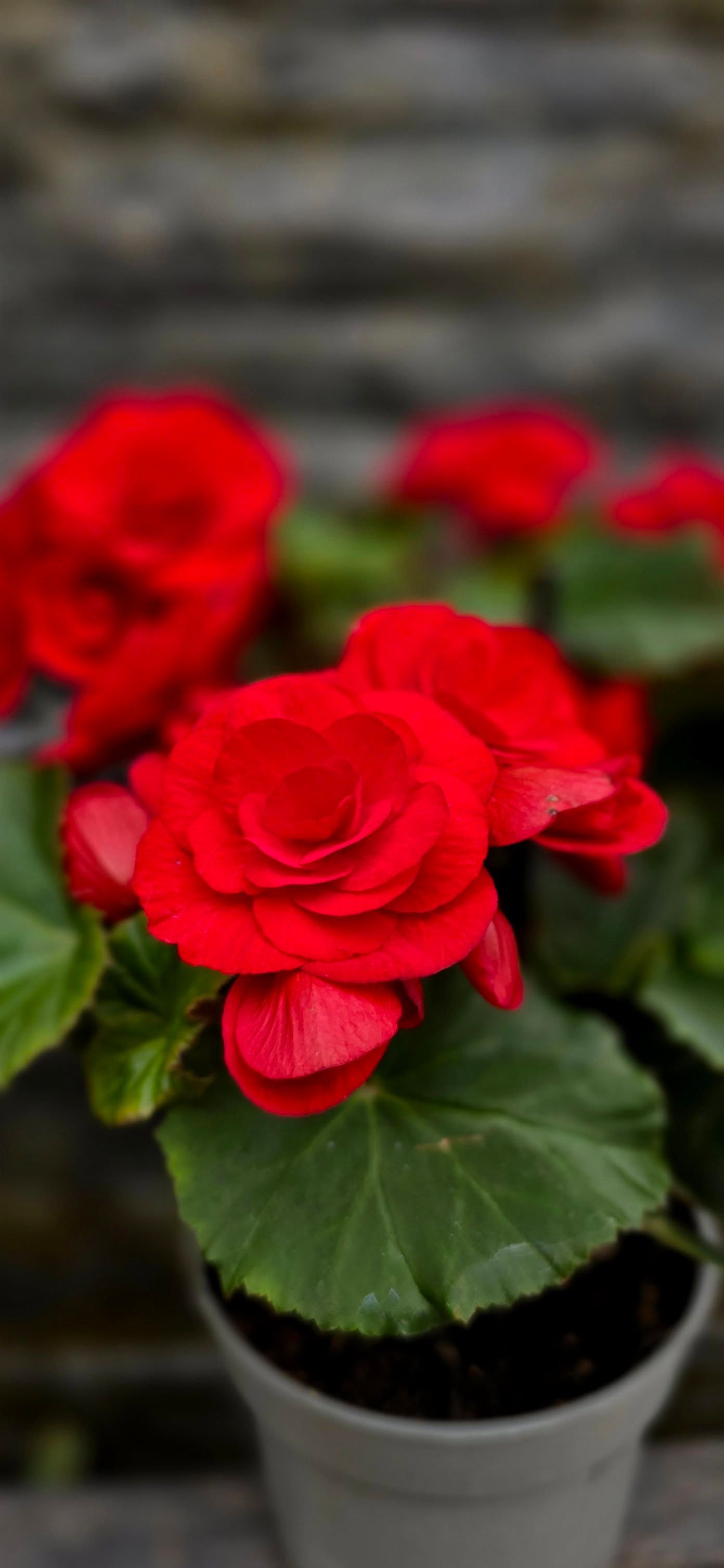 PEPINIERE DES ASPRES GRASSE 2024 ALPES MARITIMES JARDINERIE