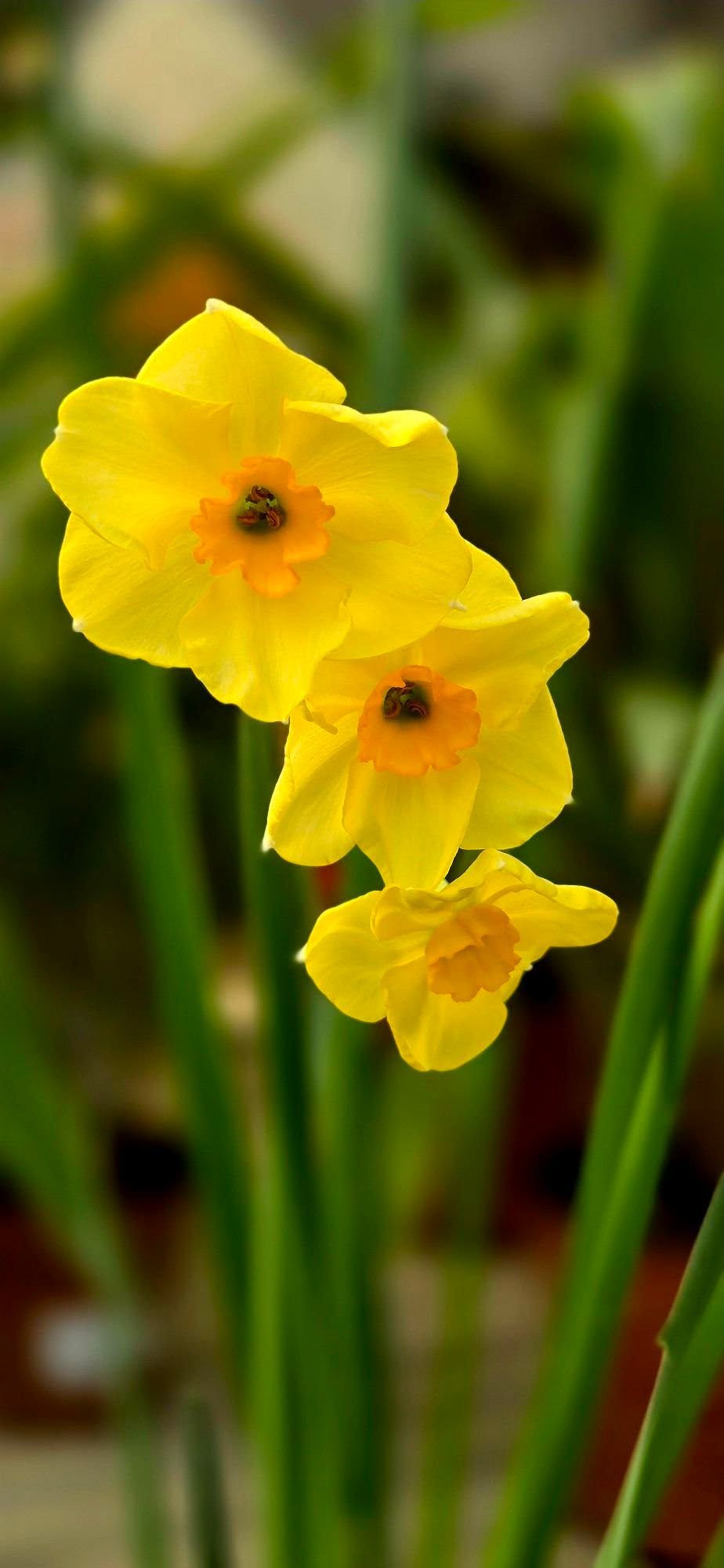 PEPINIERE DES ASPRES GRASSE 2024 ALPES MARITIMES JARDINERIE