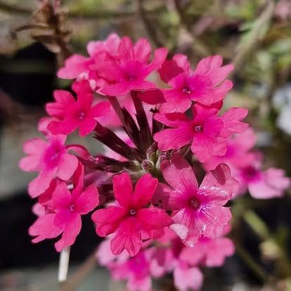 PEPINIERE DES ASPRES GRASSE 2024 ALPES MARITIMES JARDINERIE