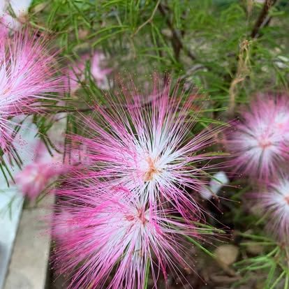 PEPINIERE DES ASPRES GRASSE 2024 ALPES MARITIMES JARDINERIE