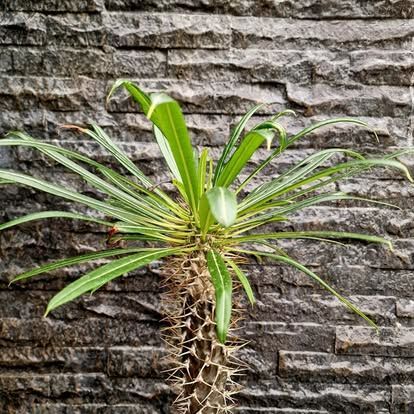 PEPINIERE DES ASPRES GRASSE 2024 ALPES MARITIMES JARDINERIE