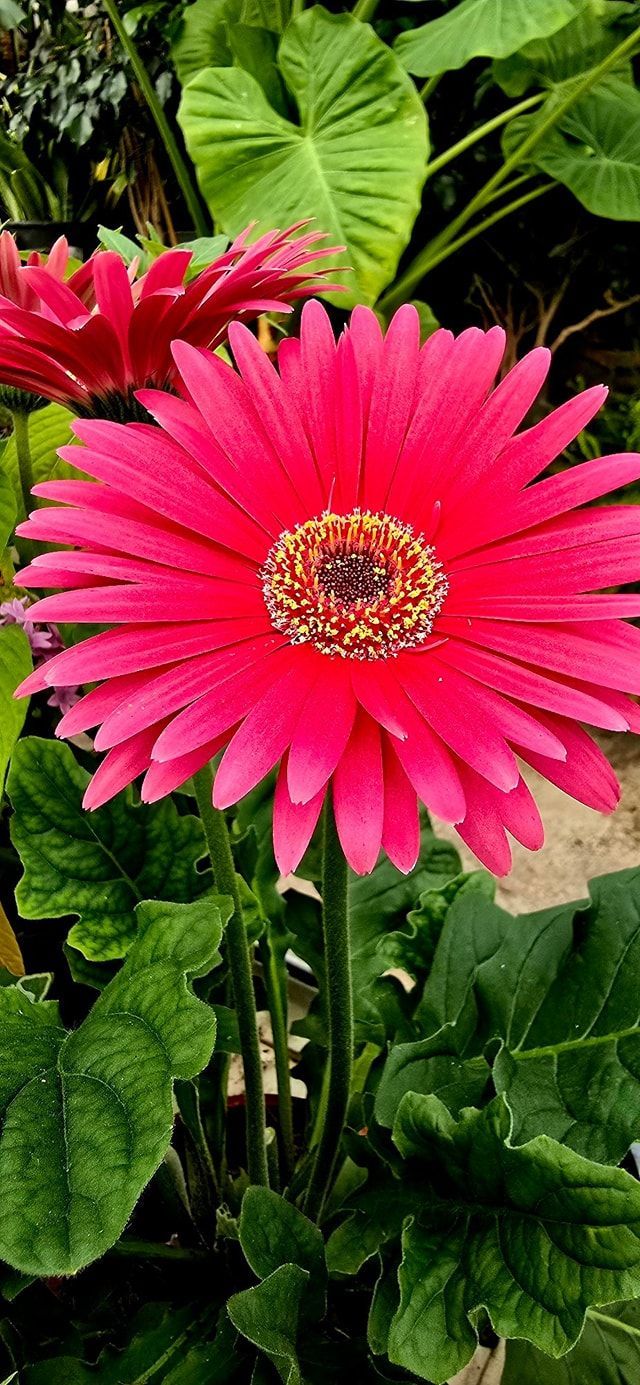 PEPINIERE DES ASPRES GRASSE 2024 ALPES MARITIMES JARDINERIE