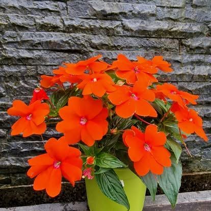 PEPINIERE DES ASPRES GRASSE 2024 ALPES MARITIMES JARDINERIE