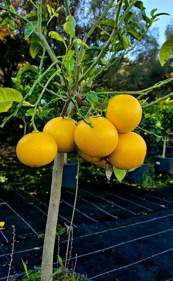 PEPINIERE DES ASPRES GRASSE 2024 ALPES MARITIMES JARDINERIE