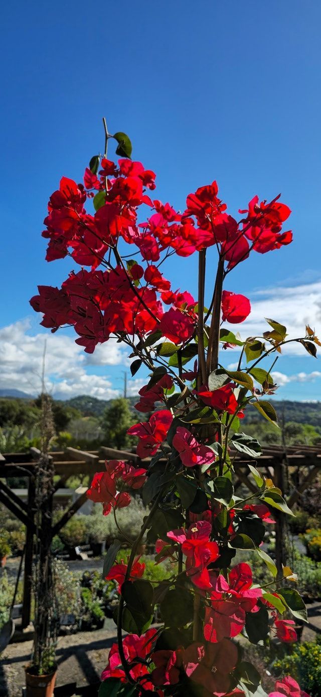 PEPINIERE DES ASPRES GRASSE 2024 ALPES MARITIMES JARDINERIE