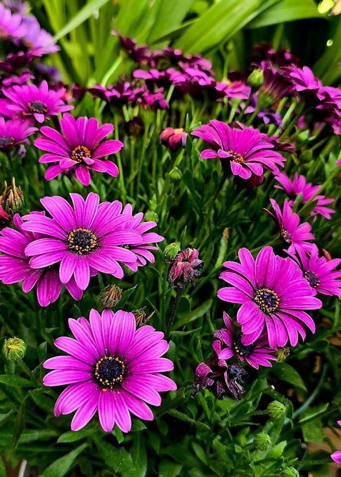 PEPINIERE DES ASPRES GRASSE 2024 ALPES MARITIMES JARDINERIE