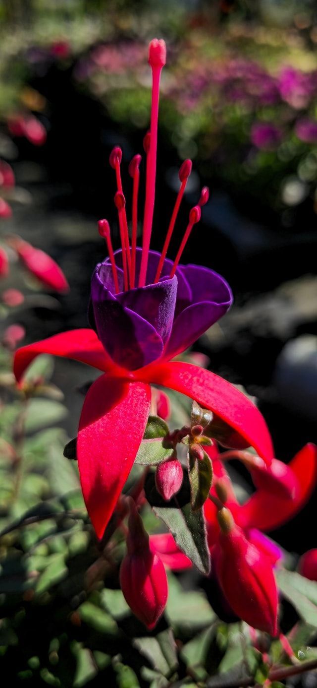 PEPINIERE DES ASPRES GRASSE 2024 ALPES MARITIMES JARDINERIE