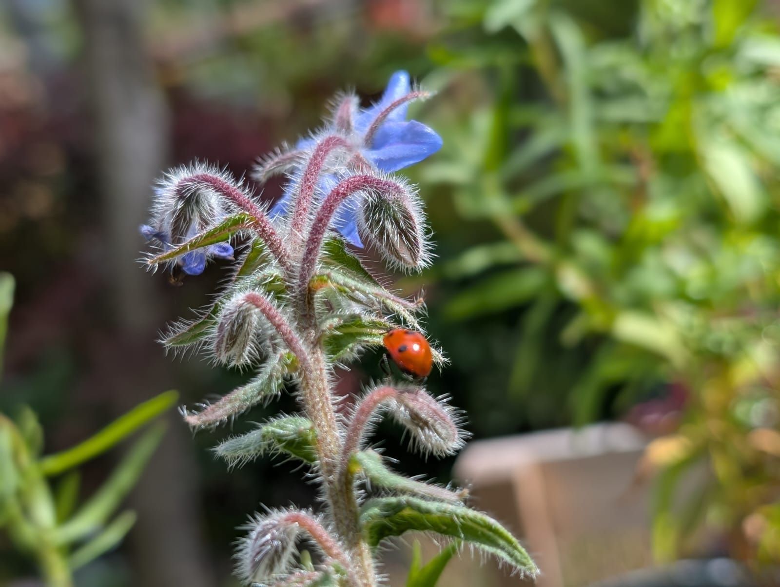 PEPINIERE DES ASPRES GRASSE 2024 ALPES MARITIMES JARDINERIE