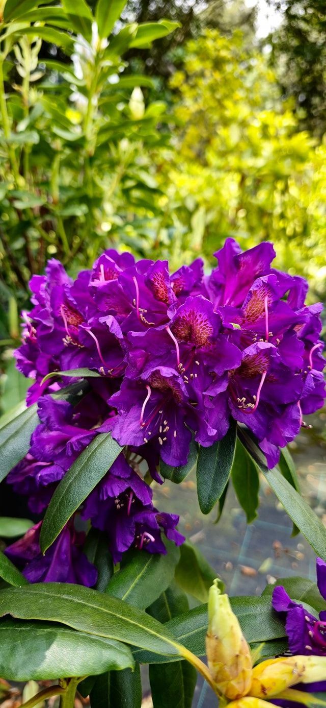 PEPINIERE DES ASPRES GRASSE 2024 ALPES MARITIMES JARDINERIE