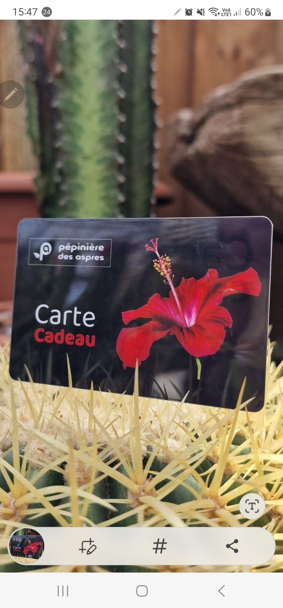 pepiniere jardinerie alpes maritimes 2025 2024 pepinière des aspres jardiner grasse