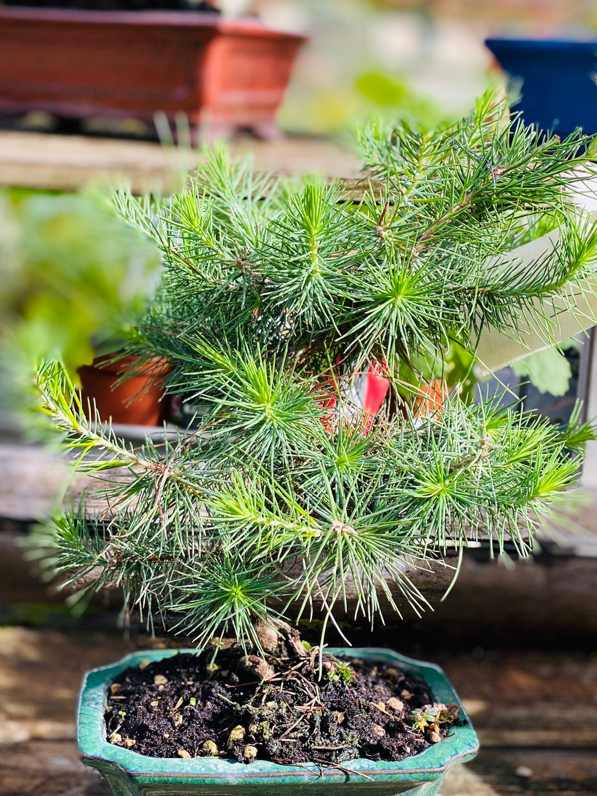 PEPINIERE DES ASPRES GRASSE 2025 JARDINERIE ALPES MARITIMES