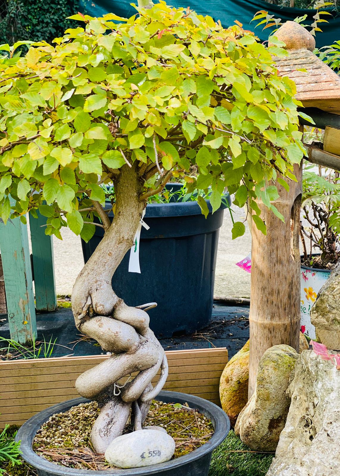 PEPINIERE DES ASPRES GRASSE 2025 JARDINERIE ALPES MARITIMES