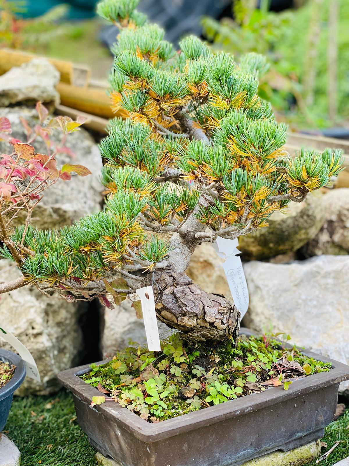 PEPINIERE DES ASPRES GRASSE 2024 ALPES MARITIMES JARDINERIE