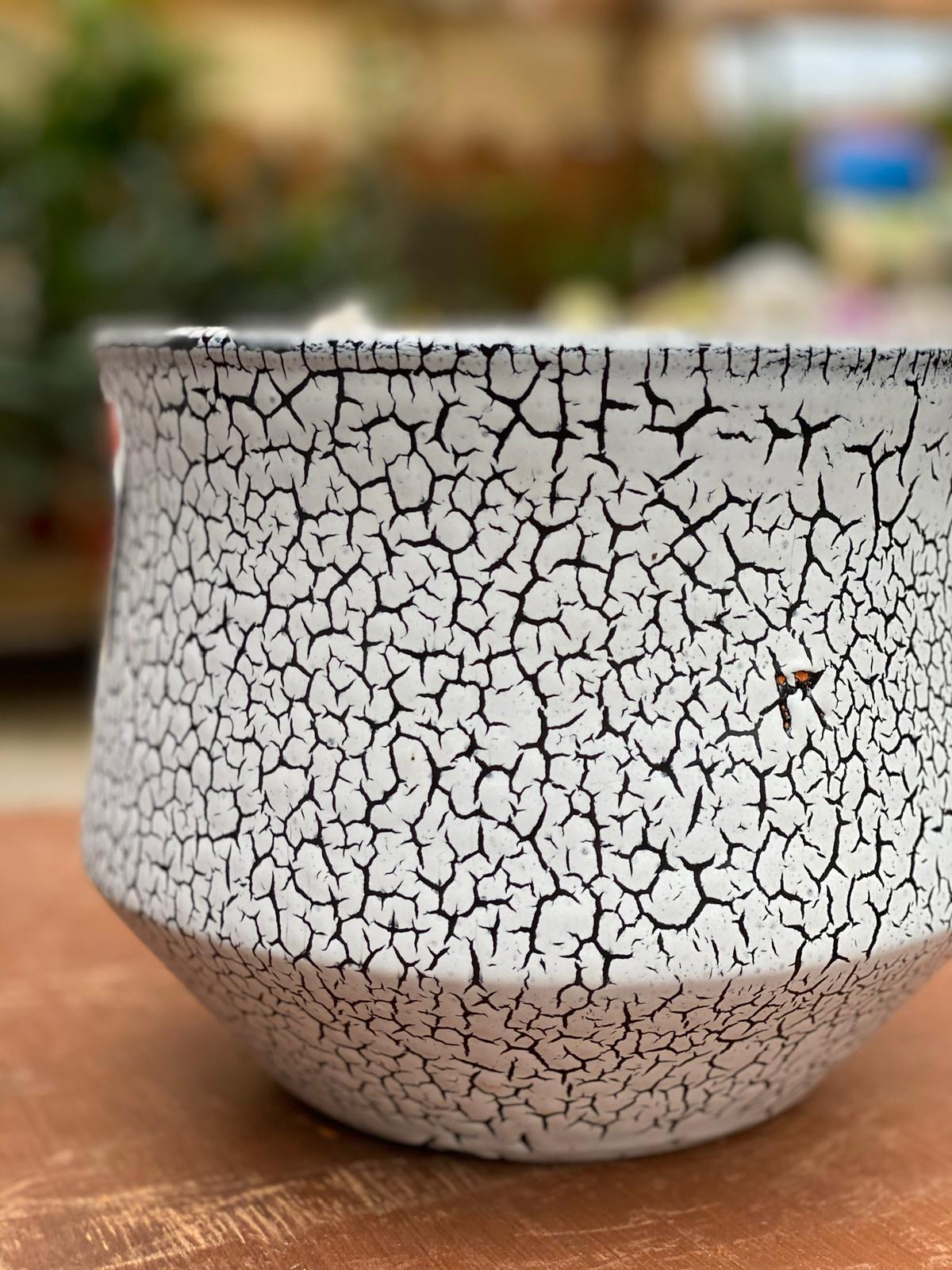 PEPINIERE DES ASPRES GRASSE 2024 ALPES MARITIMES JARDINERIE