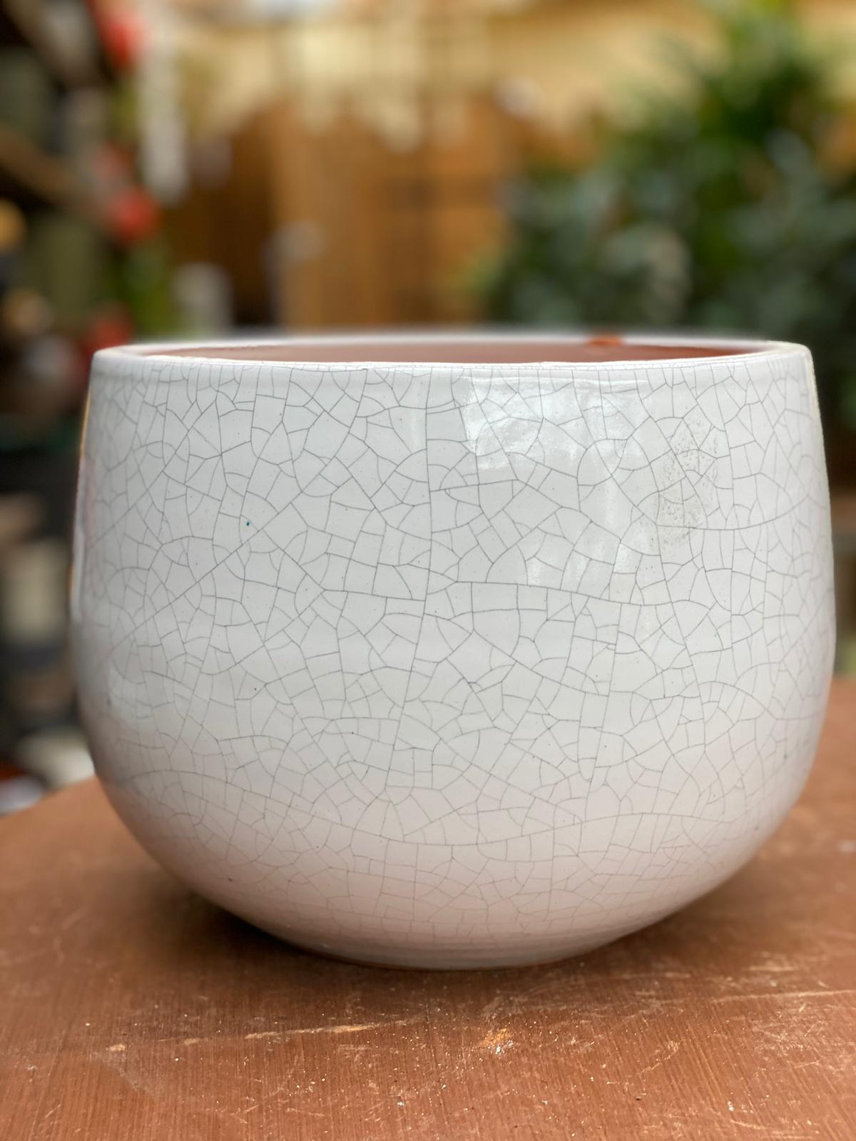 PEPINIERE DES ASPRES GRASSE 2024 ALPES MARITIMES JARDINERIE