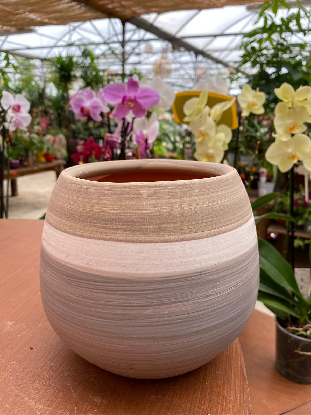 PEPINIEPEPINIERE DES ASPRES GRASSE 2024 ALPES MARITIMES JARDINERIERE DES ASPRES GRASSE 2024 ALPES MARITIMES JARDINERIE