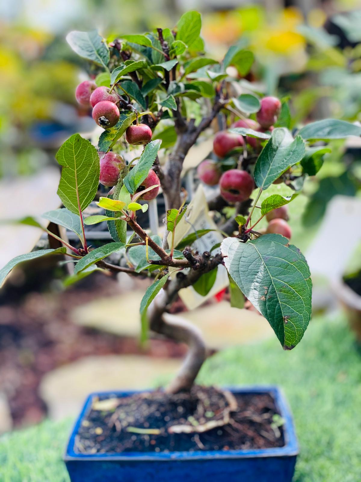 PEPINIERE DES ASPRES GRASSE 2025 JARDINERIE ALPES MARITIMES