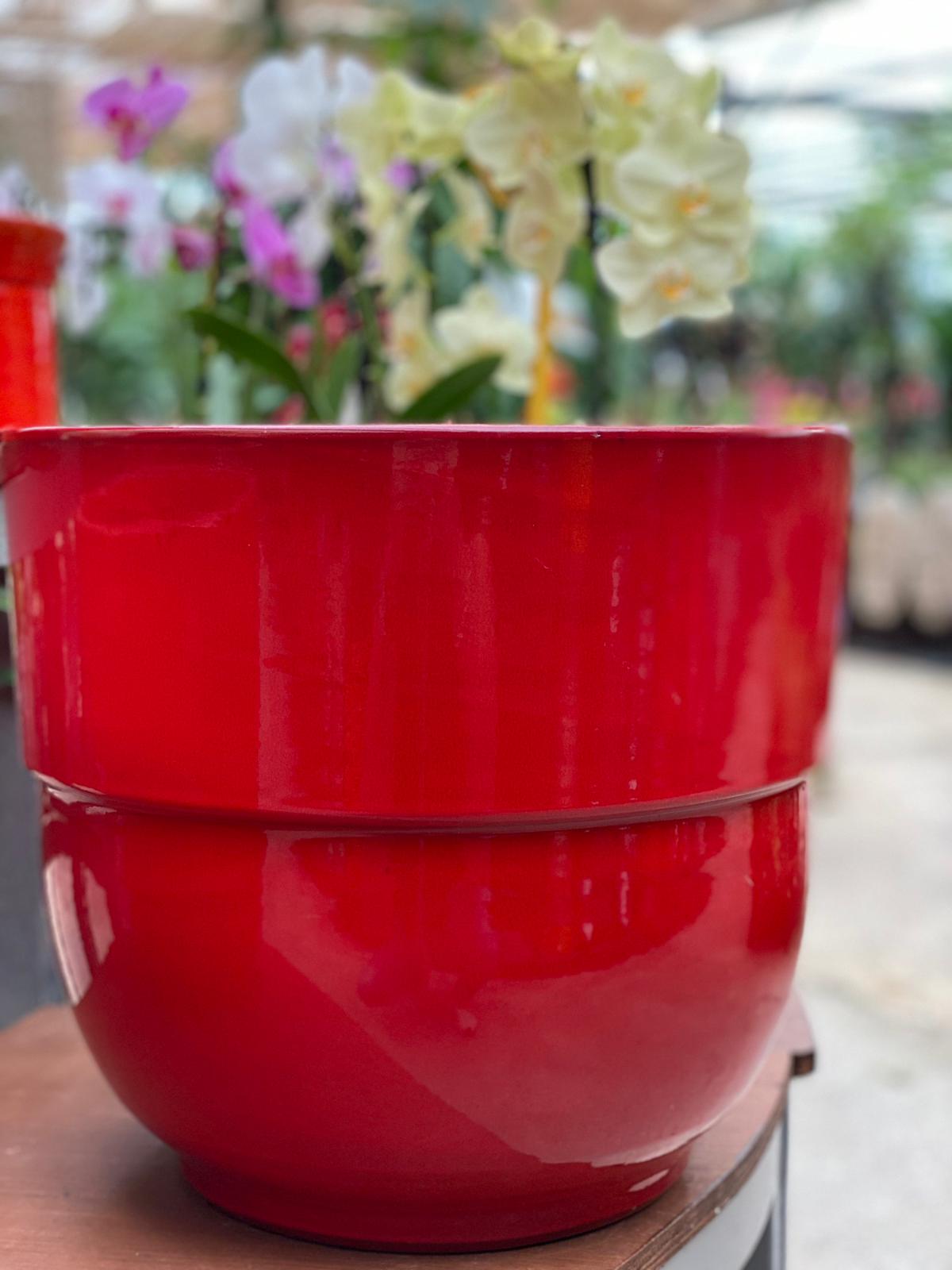 PEPINIERE DES ASPRES GRASSE 2024 ALPES MARITIMES JARDINERIE