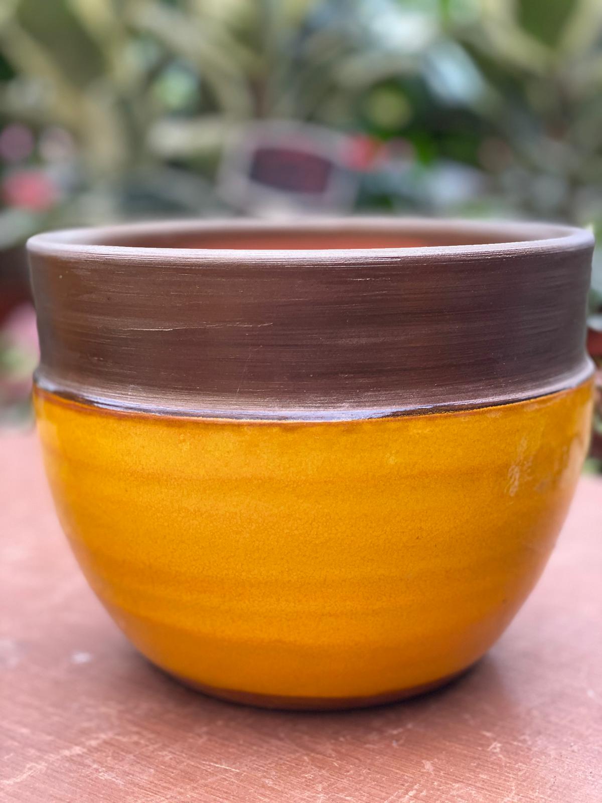 PEPINIEPEPINIERE DES ASPRES GRASSE 2024 ALPES MARITIMES JARDINERIERE DES ASPRES GRASSE 2024 ALPES MARITIMES JARDINERIE