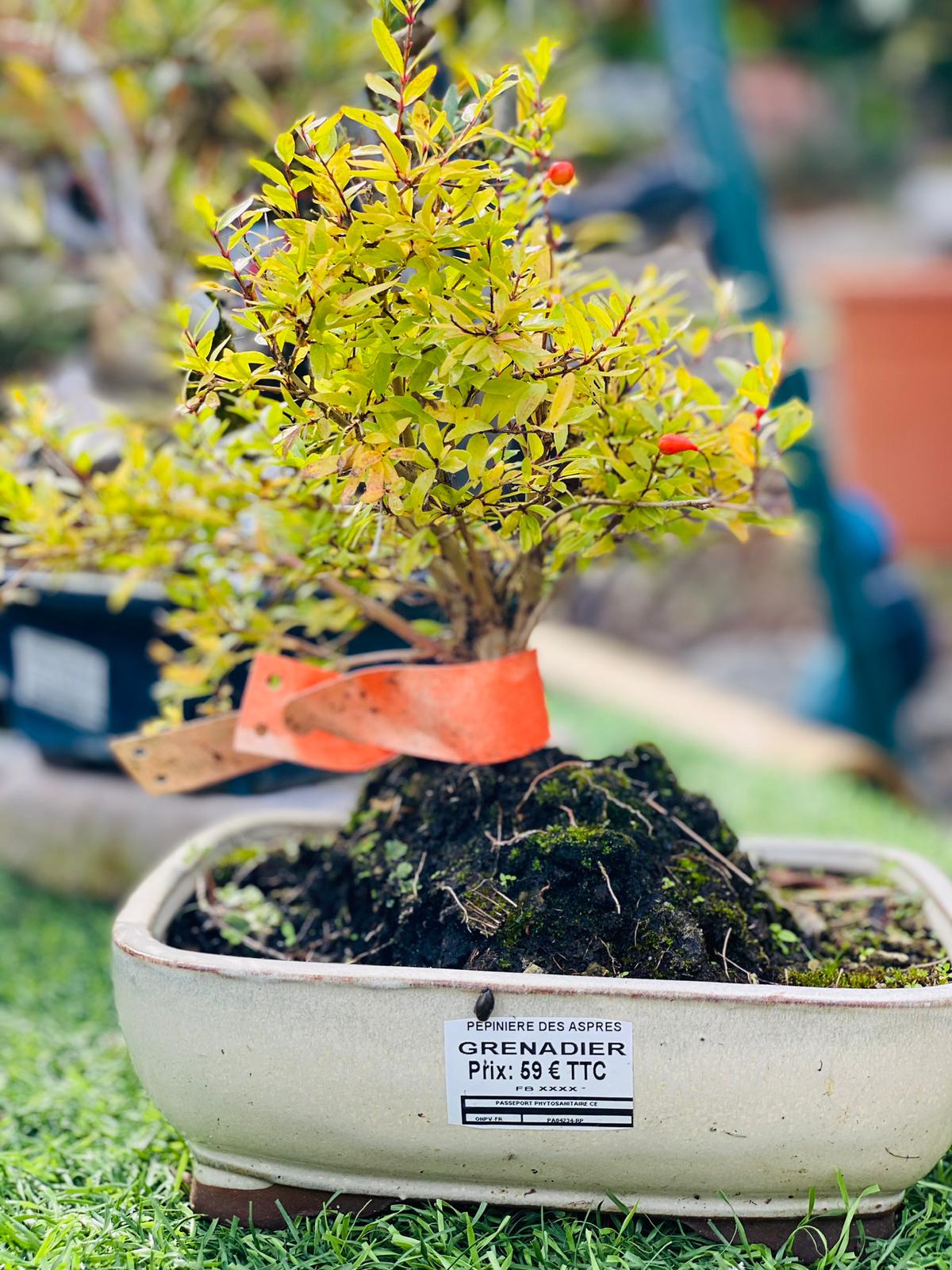 PEPINIERE DES ASPRES GRASSE 2025 JARDINERIE ALPES MARITIMES