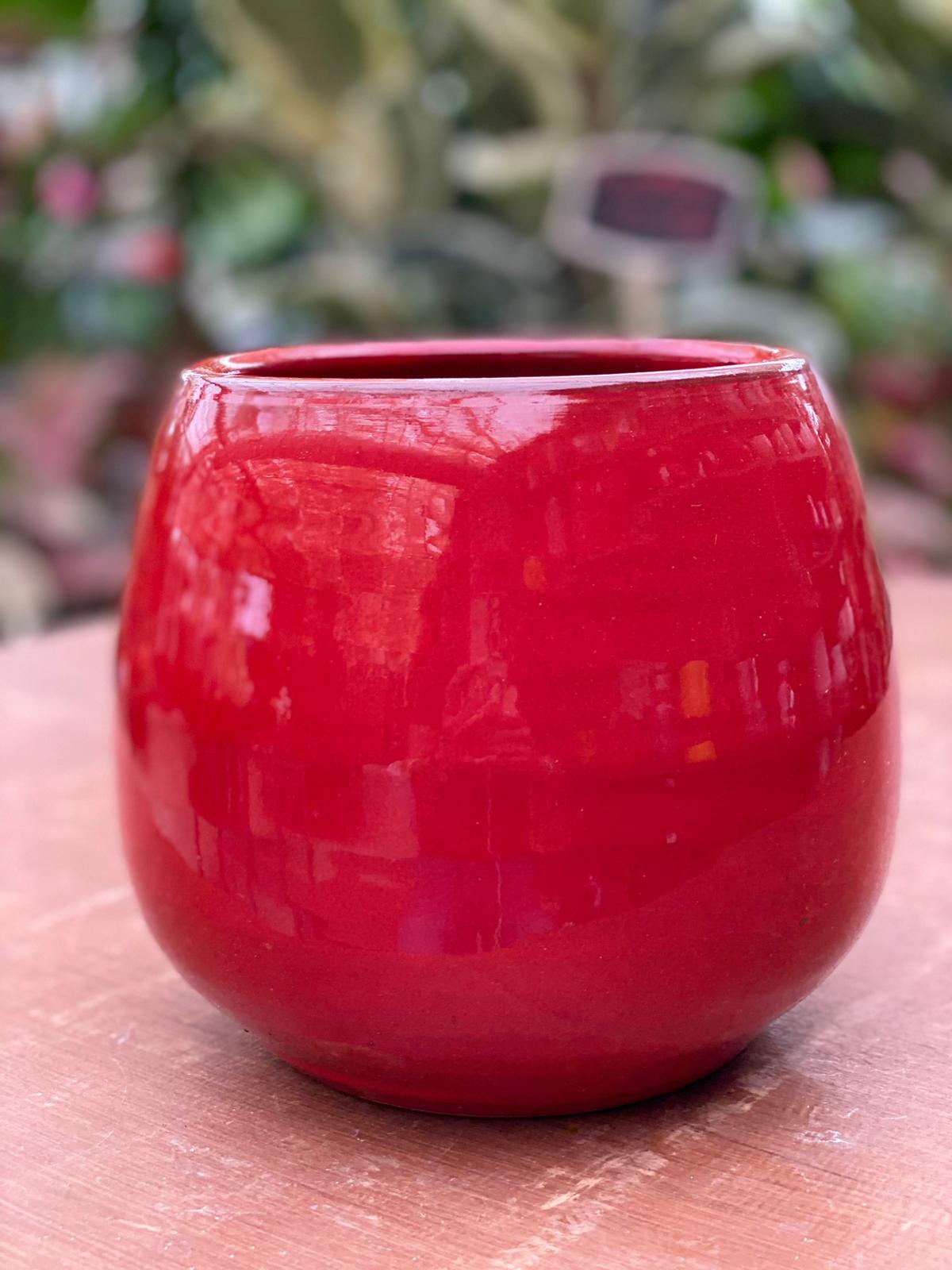 PEPINIERE DES ASPRES GRASSE 2024 ALPES MARITIMES JARDINERIE