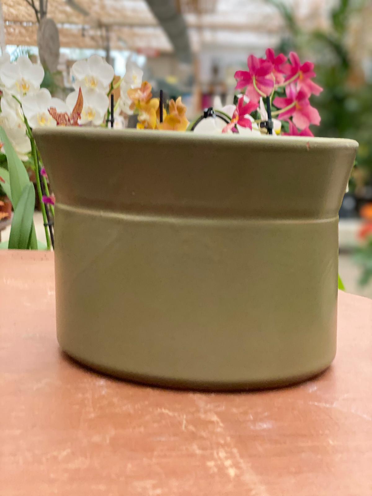 PEPINIERE DES ASPRES GRASSE 2024 ALPES MARITIMES JARDINERIE