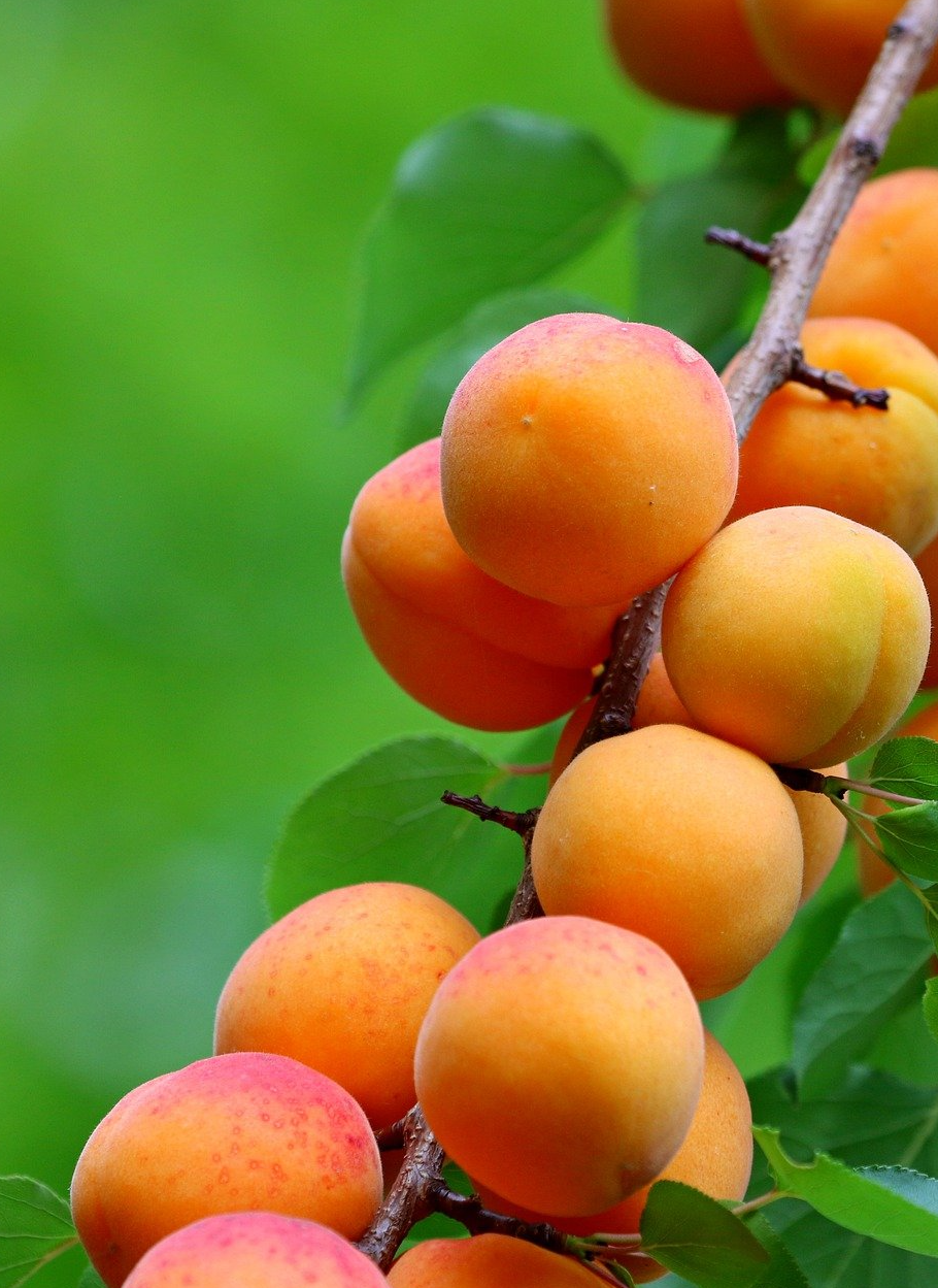 PEPINIERE DES ASPRES GRASSE 2024 ALPES MARITIMES JARDINERIE