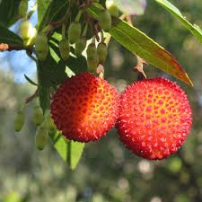 PEPINIERE DES ASPRES GRASSE 2024 ALPES MARITIMES JARDINERIE