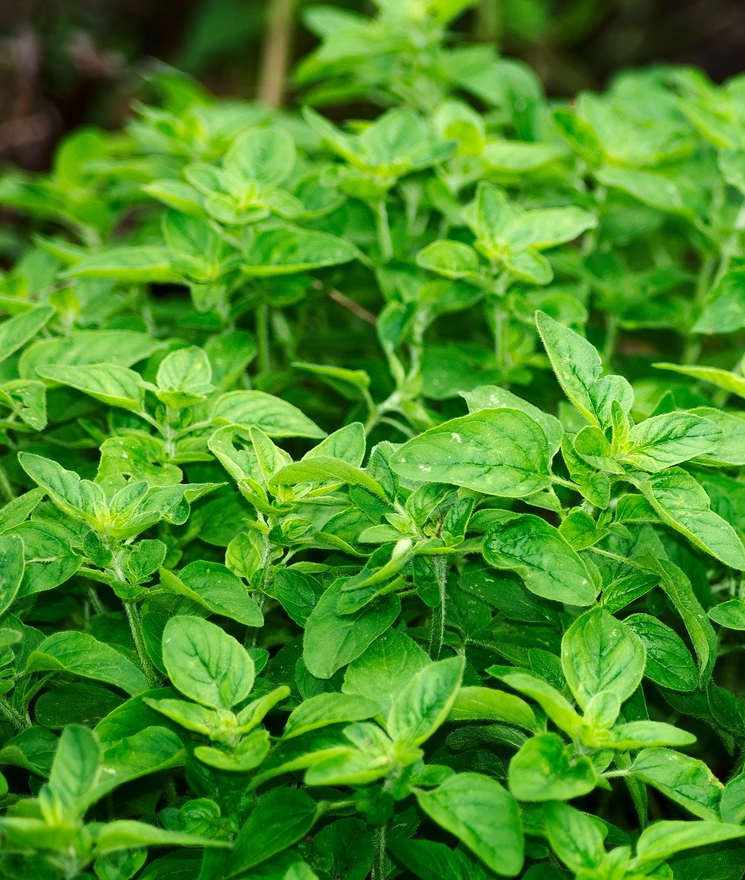 PEPINIERE DES ASPRES GRASSE 2024 ALPES MARITIMES JARDINERIE