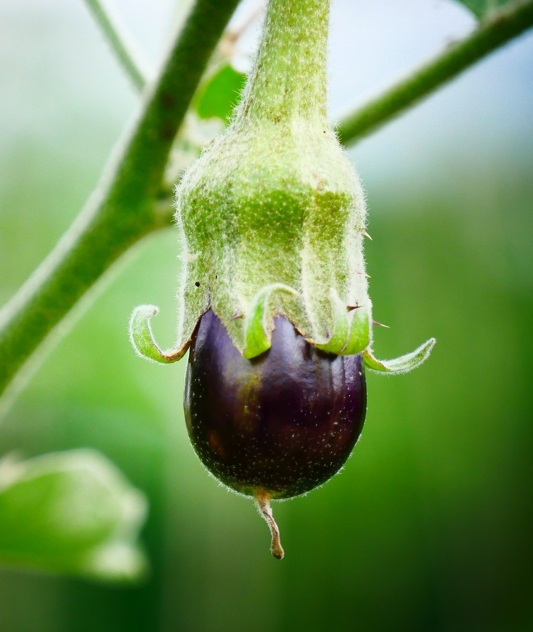 PEPINIERE DES ASPRES GRASSE 2024 ALPES MARITIMES JARDINERIE