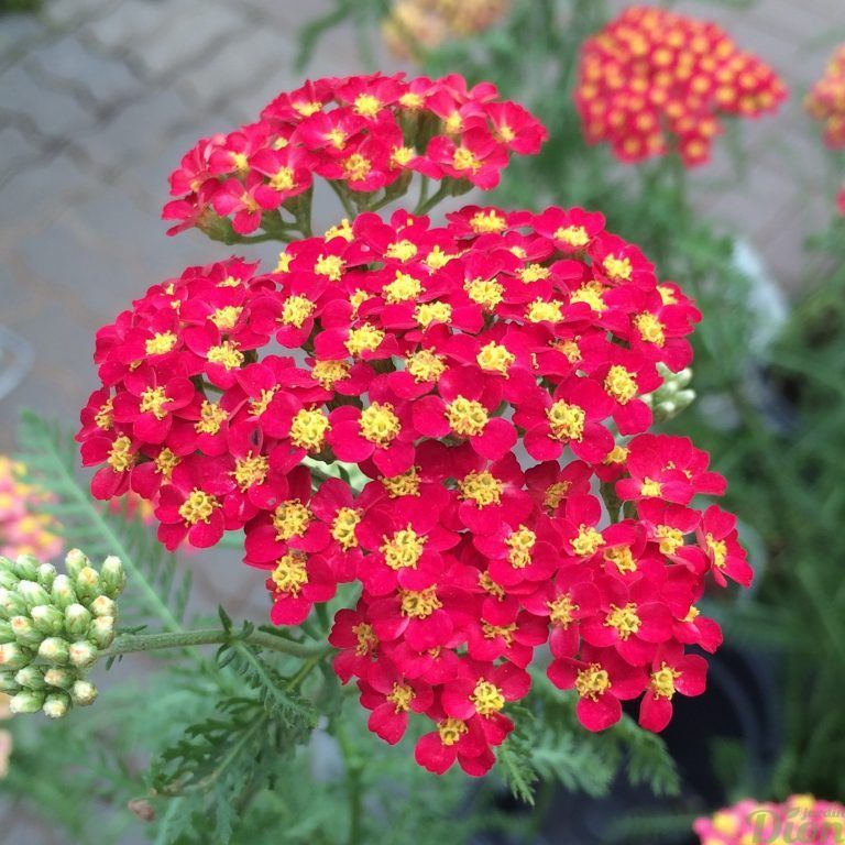 ASPRES GRASSE NURSERY 2024 ALPES MARITIMES GARDEN CENTER