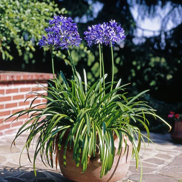 VIVAIO DES ASPRES GRASSE 2024 CURA DEL GIARDINO DELLE ALPI MARITTIME