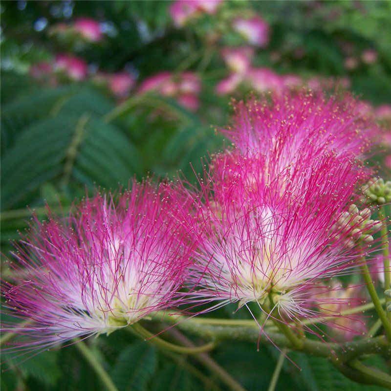 VIVERO ASPRES GRASSE 2025