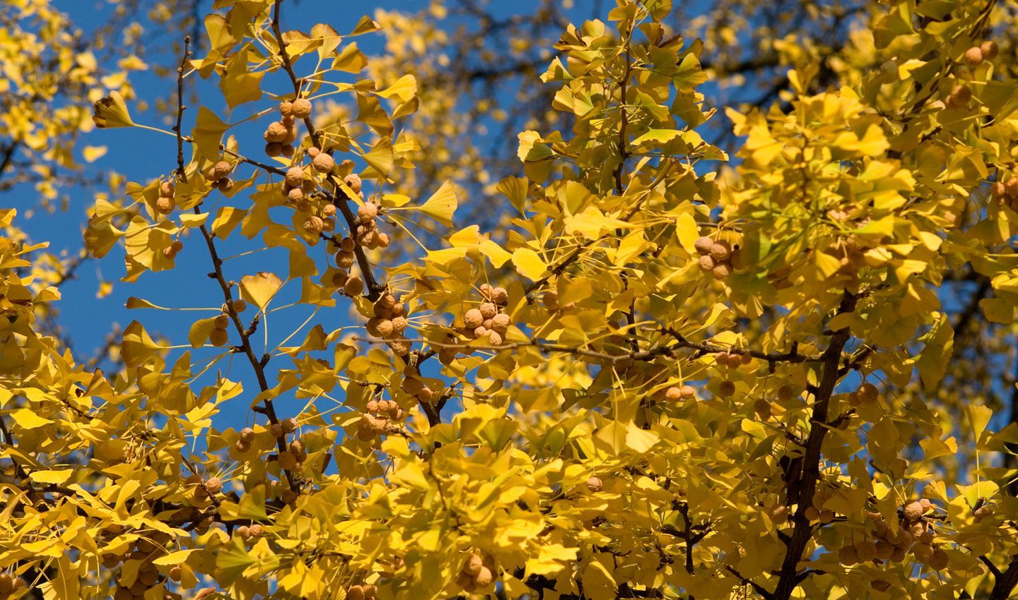 PEPINIERE DES ASPRES GRASSE 2024 ALPES MARITIMES JARDINERIE
