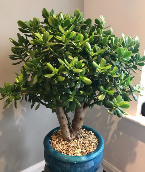 VIVERO DE ASPRES GRASSE 2025 ALPES MARITIMES