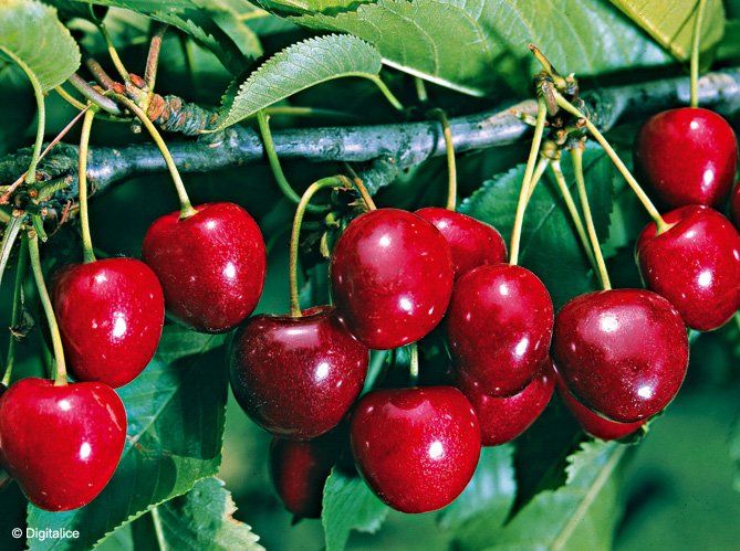 ASPRES NURSERY GRASSE 2025 ALPES MARITIMES