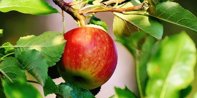 PEPINIERE DES ASPRES GRASSE 2025 ALPES MARITIMES