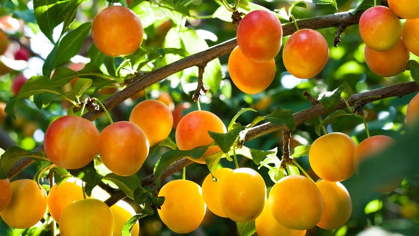 VIVERO DES ASPRES GRASSE 2024 ALPES MARITIMES CUIDADO DEL JARDÍN