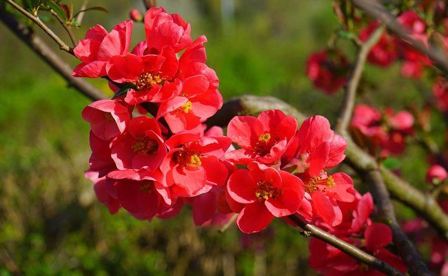 PEPINIERE DES ASPRES GRASSE 2025